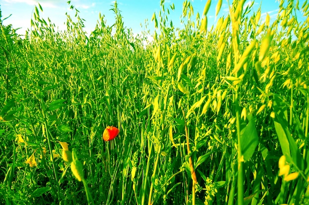 Poppy surrounded by greenery