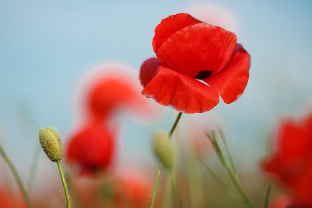 Free photo poppy