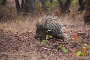 Free photo porcupine in its natural habitat
