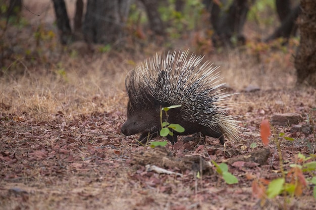Porcupine in its natural habitat