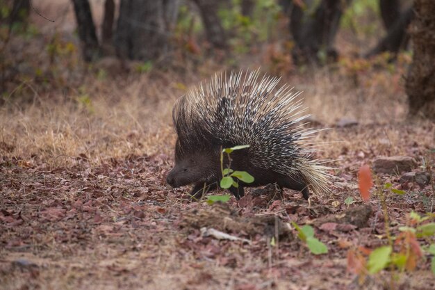 自然の生息地にあるヤマアラシ