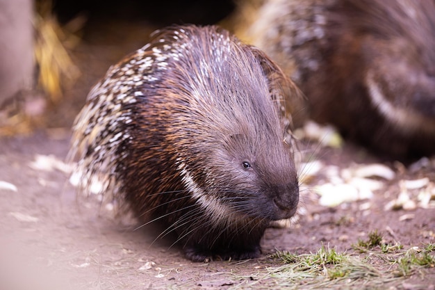 Porcupine in the nature habitat. Porcupine in the dayilight. Wildlife scene with very rare and elusive animal. Nocturnal animal.