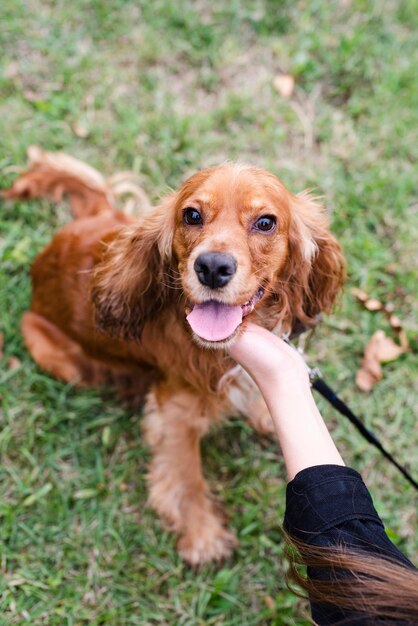 Portrait of adorable cocker spaniel