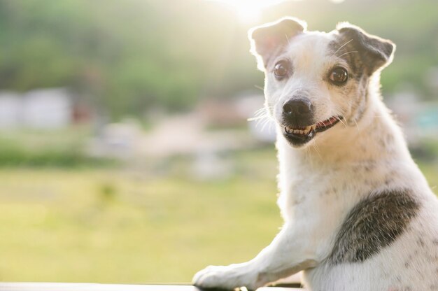 Portrait of adorable dog enjoying nature