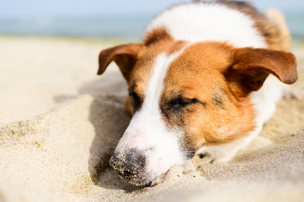 Portrait of adorable dog enjoying nature