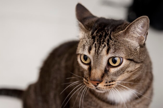 Portrait of adorable domestic cat