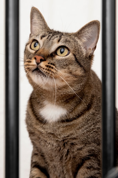 Portrait of adorable domestic cat