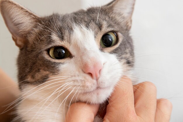 Portrait of adorable domestic cat