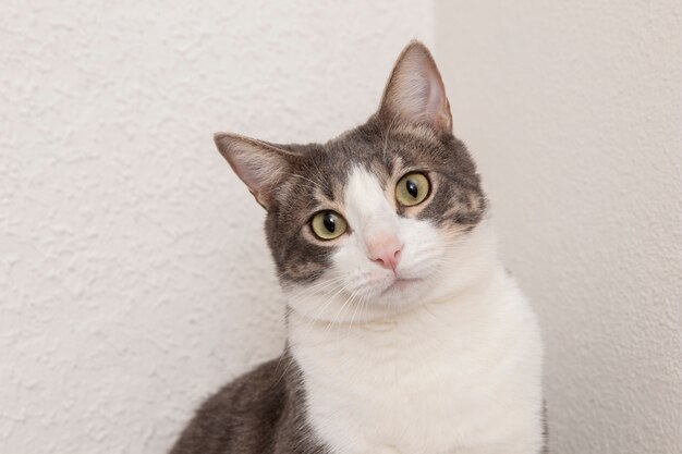 Portrait of adorable domestic cat