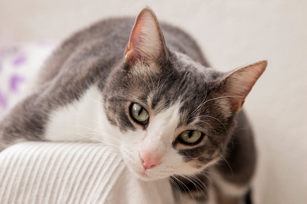 Портрет очаровательной домашней кошки
