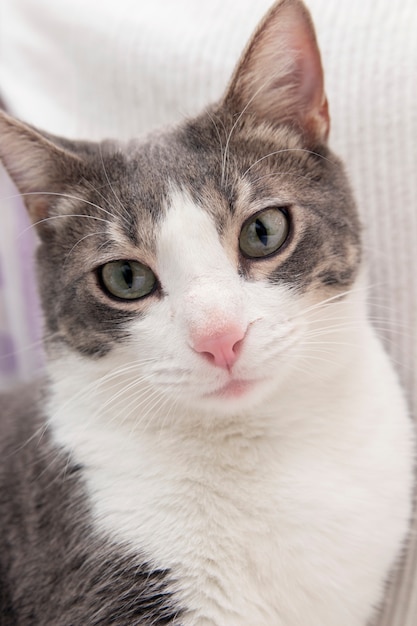 Free photo portrait of adorable domestic cat