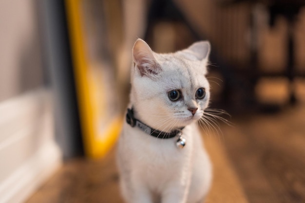 Portrait of an adorable domestic white kitten on the floor with a blurry background