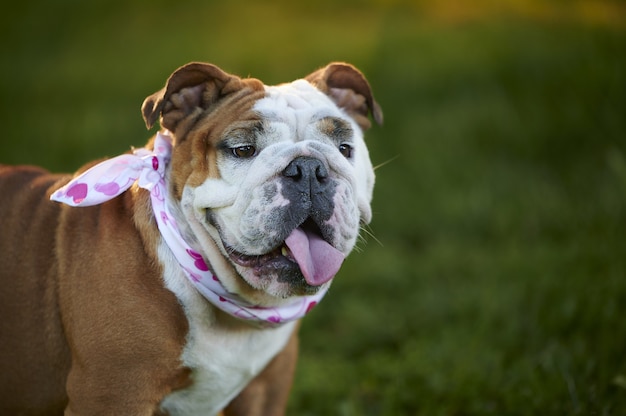 Portrait of an adorable English bulldog wearing a scarf with hearts print