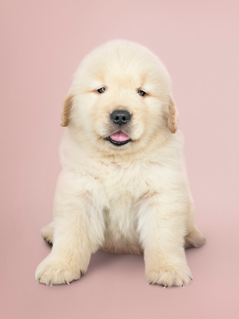 愛らしいゴールデンレトリバー子犬の肖像