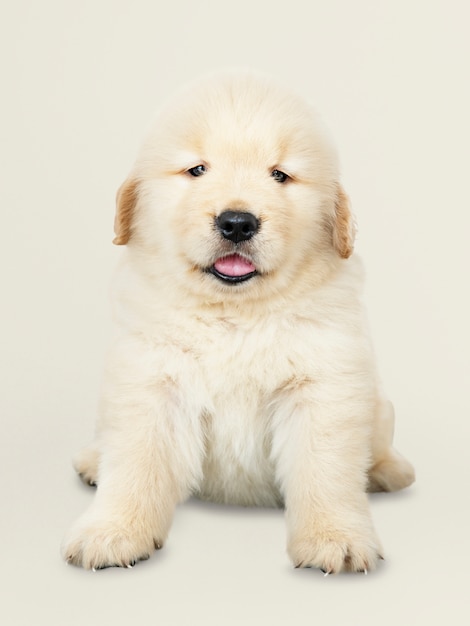 Портрет очаровательного щенка Золотого ретривера