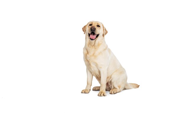 Portrait of adorable Labrador Retriever posing isolated on white studio background Concept of motion action pet's love dynamic