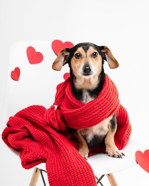 Portrait of adorable little dog covered with a scarf