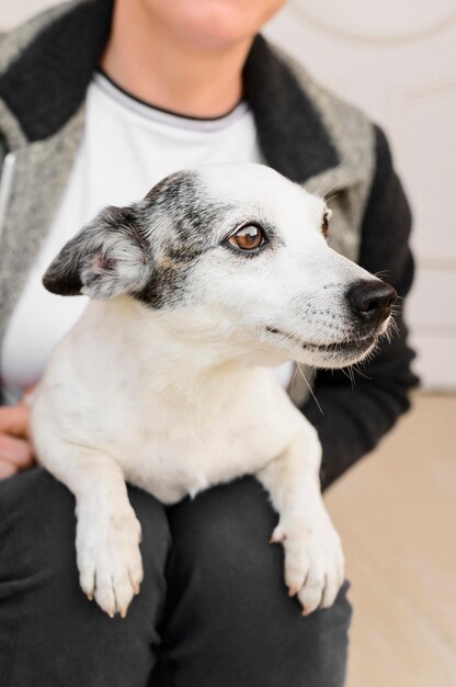 屋外の愛らしい小さな犬の肖像画