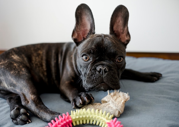 Portrait of adorable little french bulldog