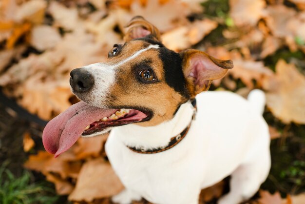 Portrait of adorable little puppy outdoors