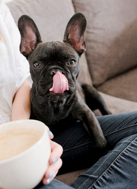 Portrait of adorable little puppy