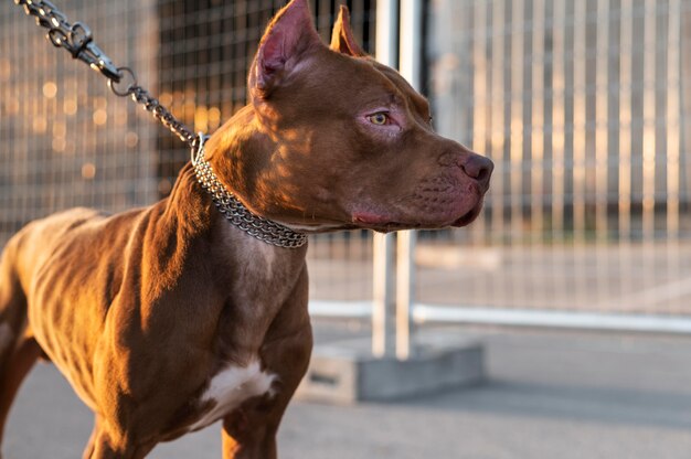 Portrait of adorable pitbull dog