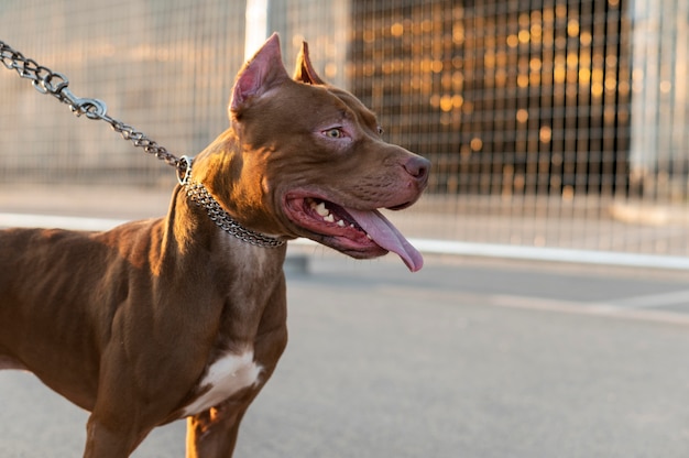 Portrait of adorable pitbull dog