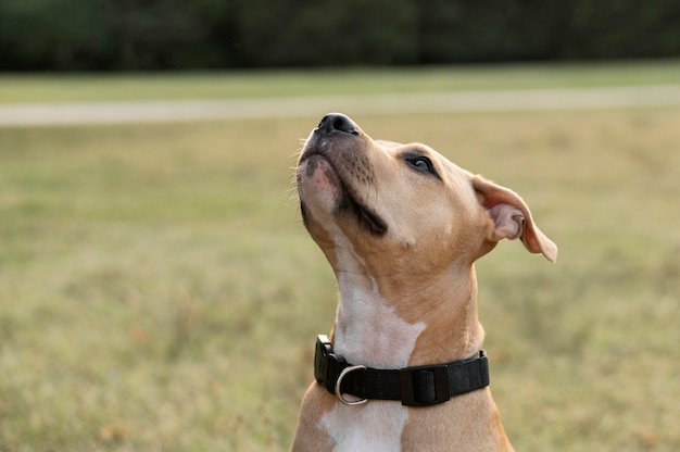 Portrait of adorable pitbull dog