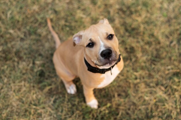 Portrait of adorable pitbull dog