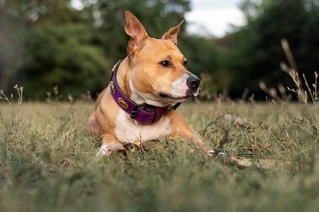 Portrait of adorable pitbull dog