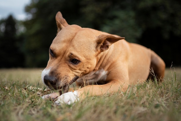 Free photo portrait of adorable pitbull dog