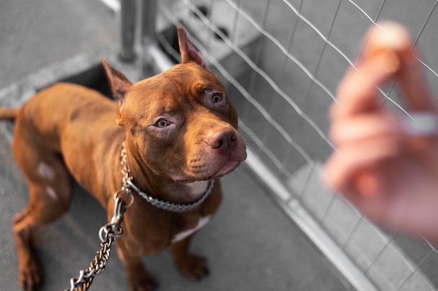 Portrait of adorable pitbull dog