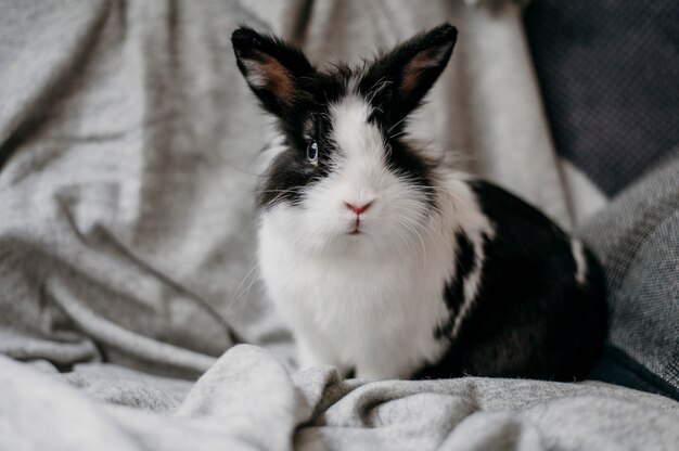 Portrait of adorable rabbit