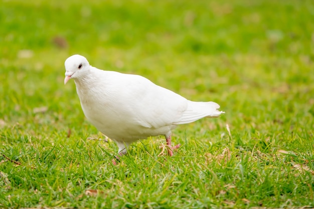 Портрет очаровательного белого голубя в зеленом поле