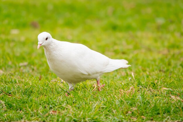 Portrait of an adorable white pigeon in the green field