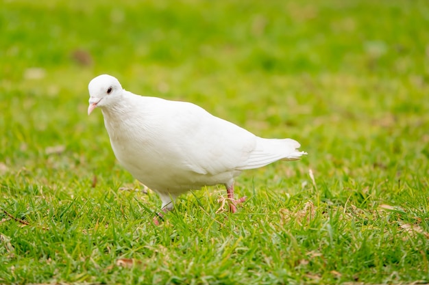 Portrait of an adorable white pigeon in the green field