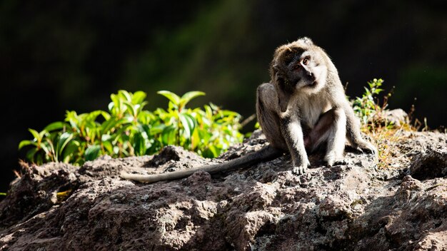Портрет животного. дикая обезьяна. Бали. Индонезия