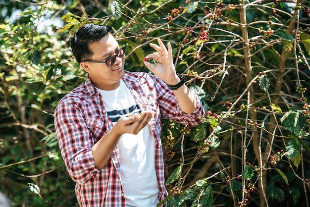 Portrait of Asian coffee picker man Farmer picking coffee bean in coffee process agriculture Worker Harvest arabica coffee berries on its branch