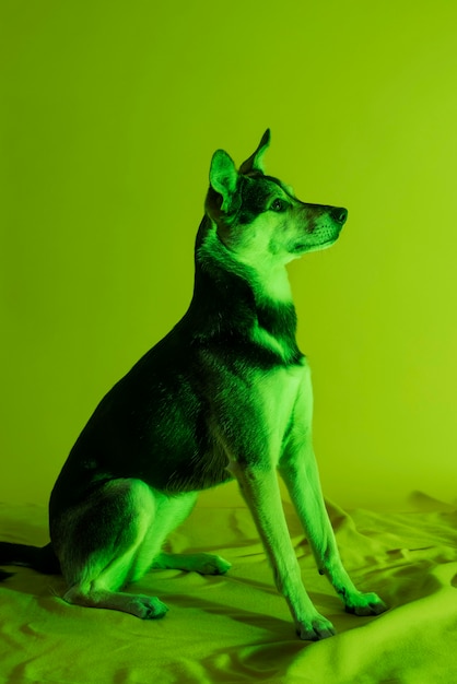 グラデーション照明でオーストラリアンケルピー犬の肖像画