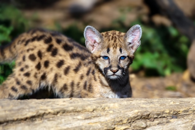 Portrait of baby cougar