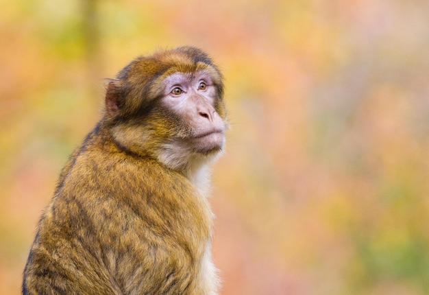 Foto gratuita ritratto di un macaco barberia sullo sfondo sfocato con i colori della foresta autunnale