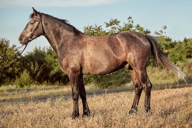 Портрет гнедой лошади летом на поле. Домашний питомец