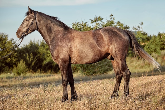 Portrait of bay horse in summer on the field. Pet