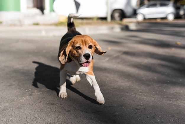 Portrait of beagle running on road