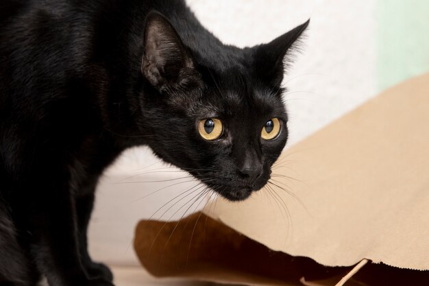 Portrait of beautiful black domestic cat