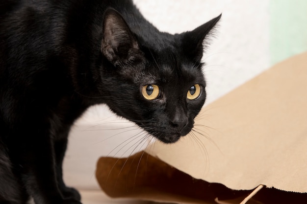 Портрет красивой черной домашней кошки