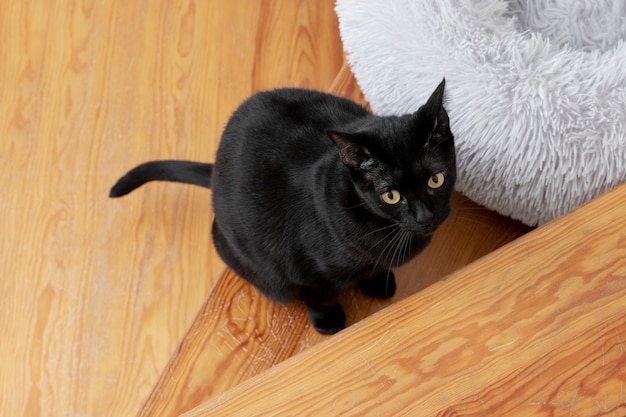 Free photo portrait of beautiful black domestic cat