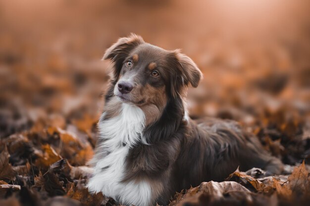 Portrait of a beautiful brown and white domestic Australian Shepherd dog posing in nature at sunset
