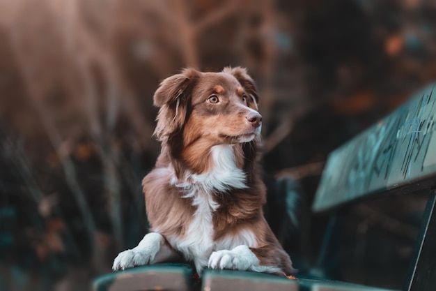 Portrait of a beautiful brown and white domestic Australian Shepherd dog posing in nature at sunset