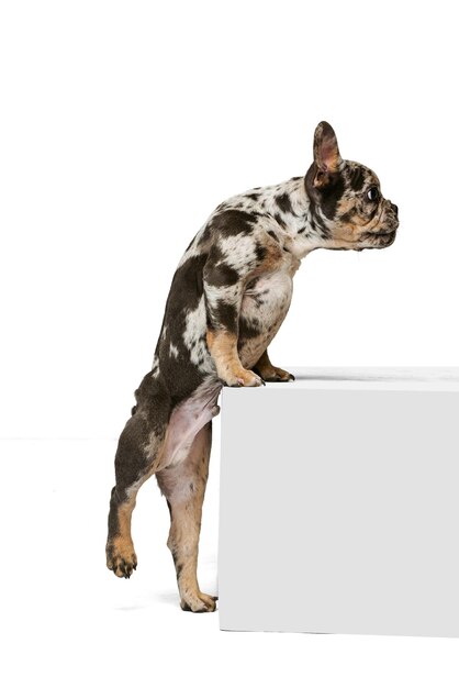 Portrait of beautiful cute dog puppy of French Bulldog standing on hind legs jumping on cube isolated over white studio background
